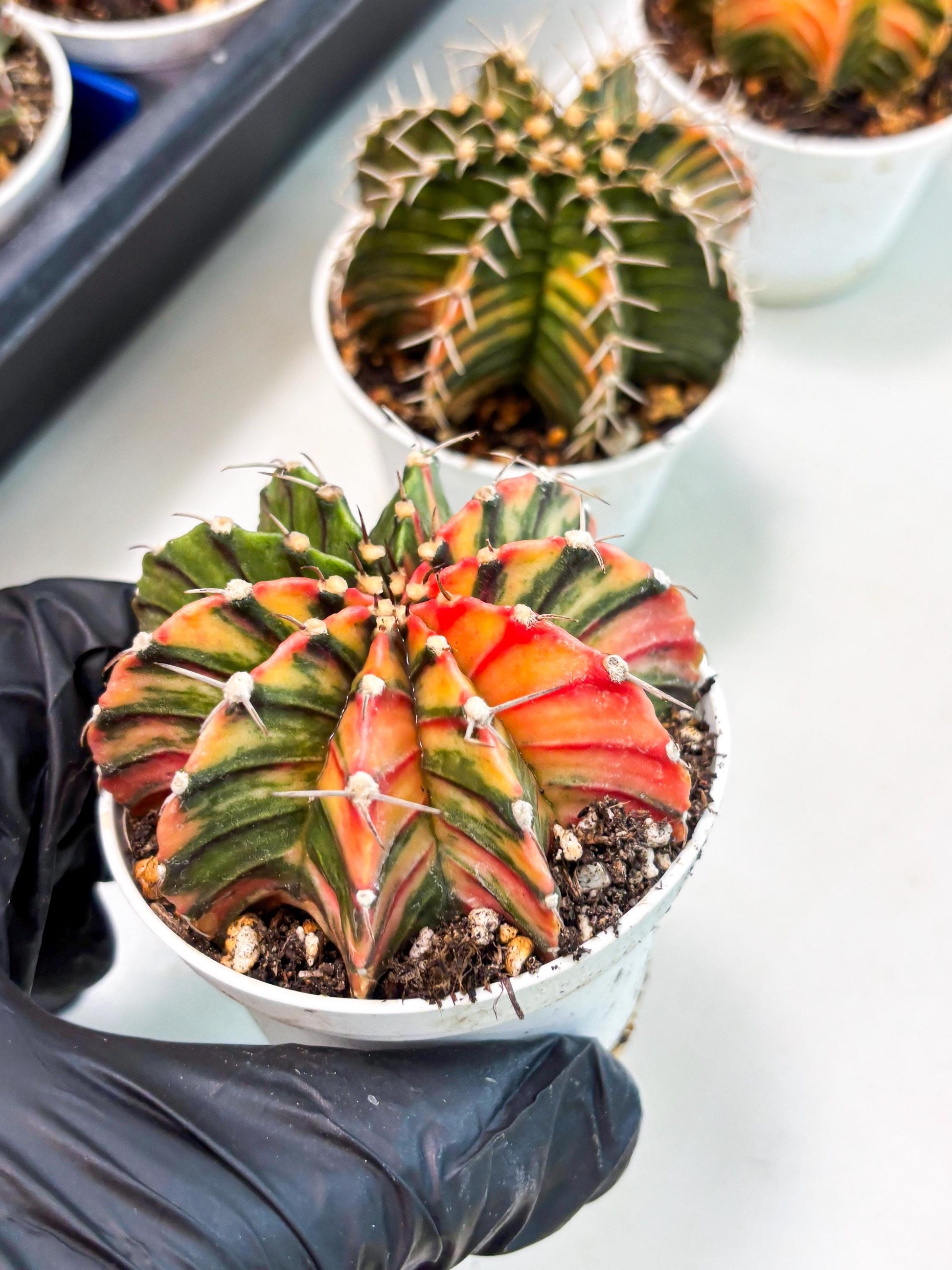 Gymnocalycium LB Hybrid (gy1) (b1) | variegated cactus