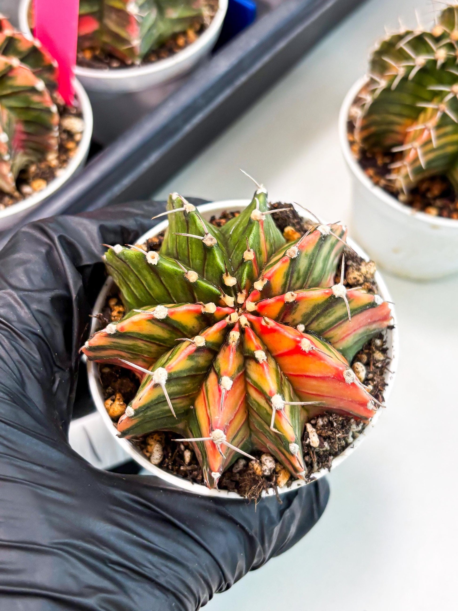 Gymnocalycium LB Hybrid (gy1) (b1) | variegated cactus