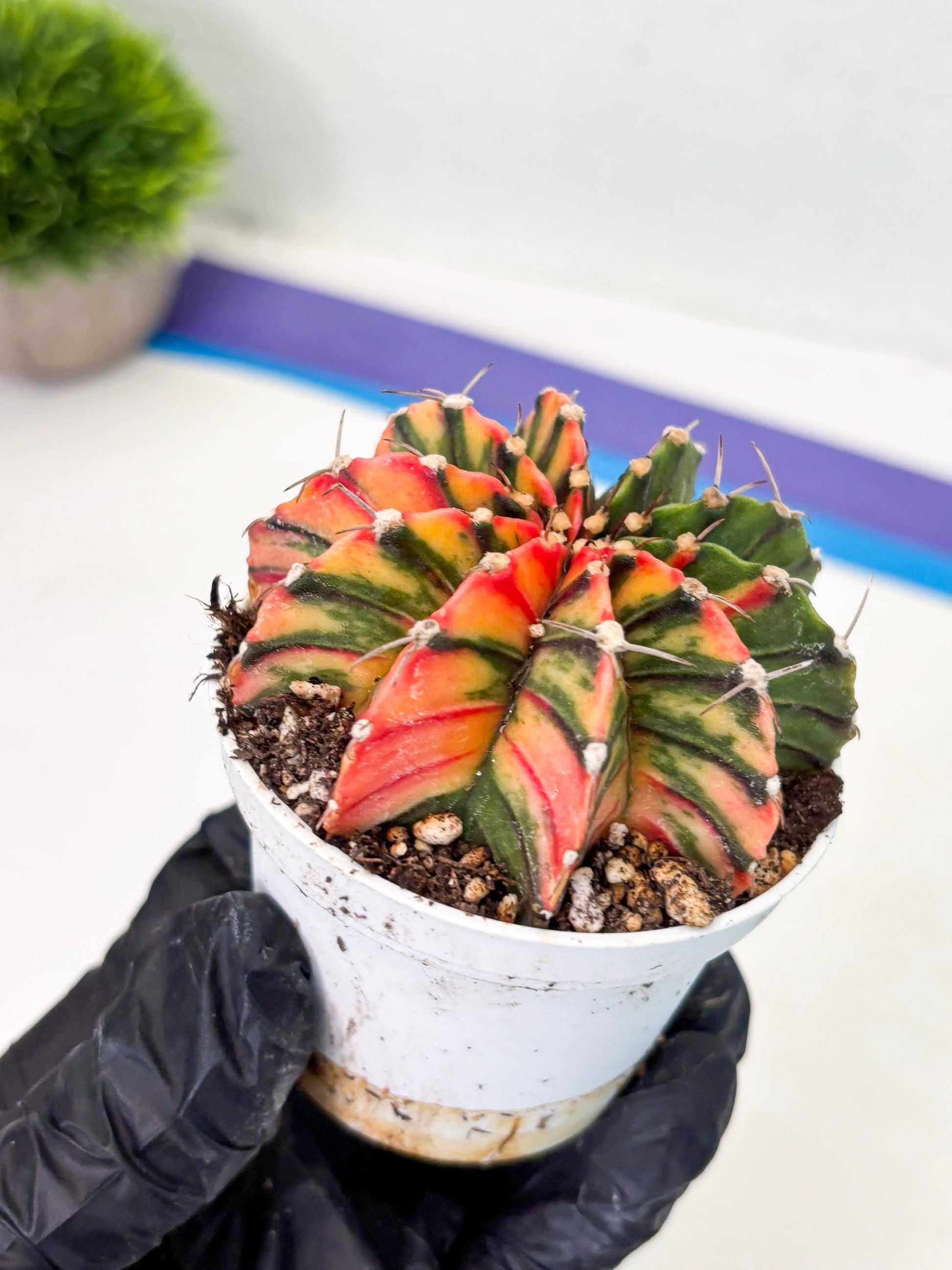 Gymnocalycium LB Hybrid (gy1) (b1) | variegated cactus