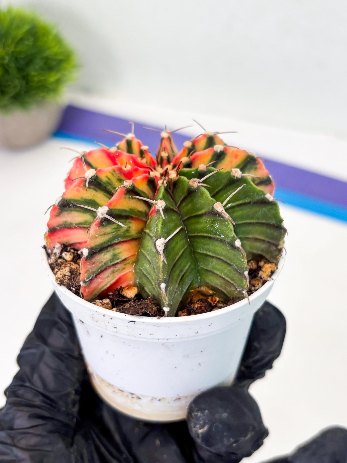 Gymnocalycium LB Hybrid (gy1) (b1) | variegated cactus