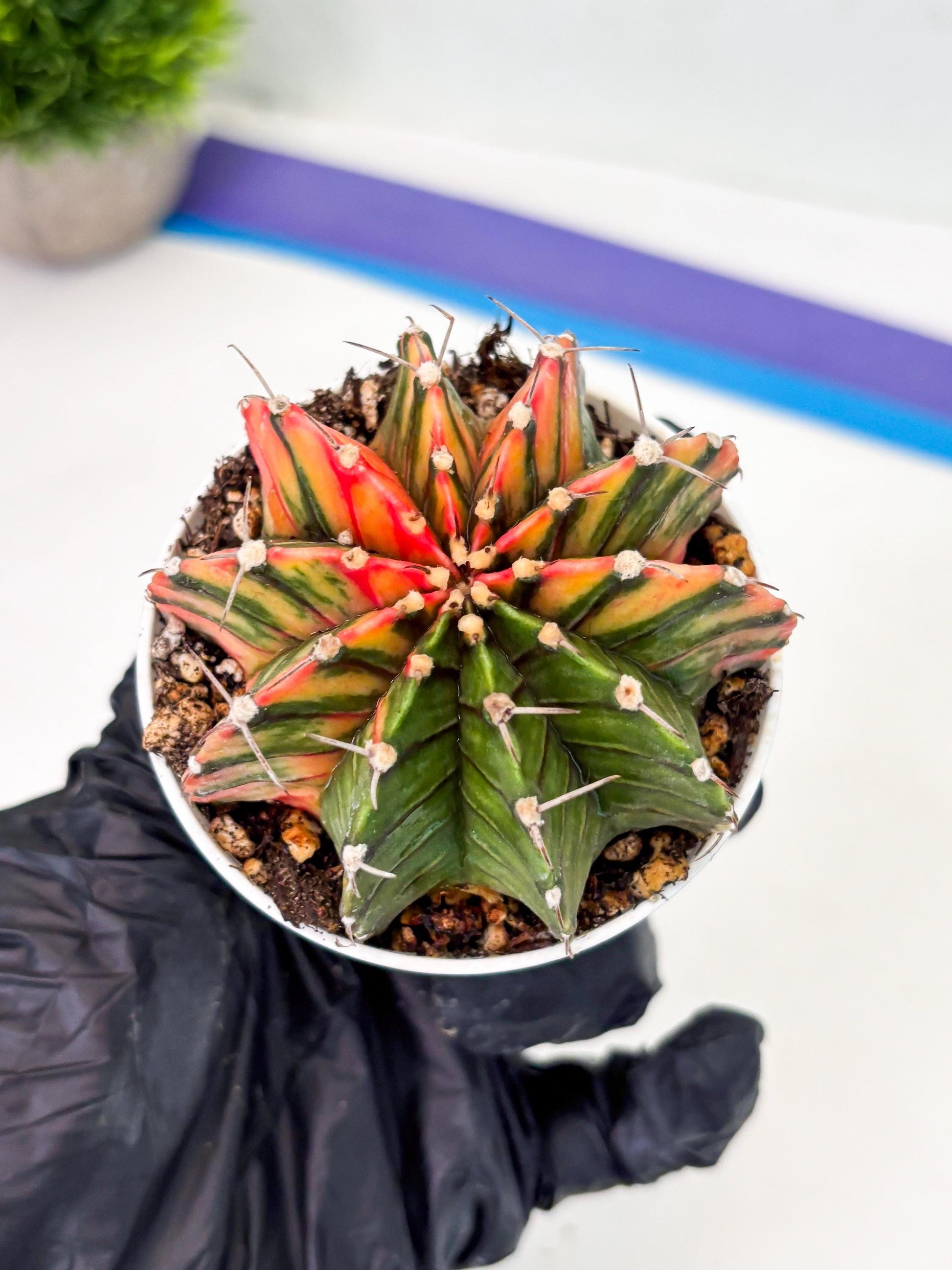 Gymnocalycium LB Hybrid (gy1) (b1) | variegated cactus
