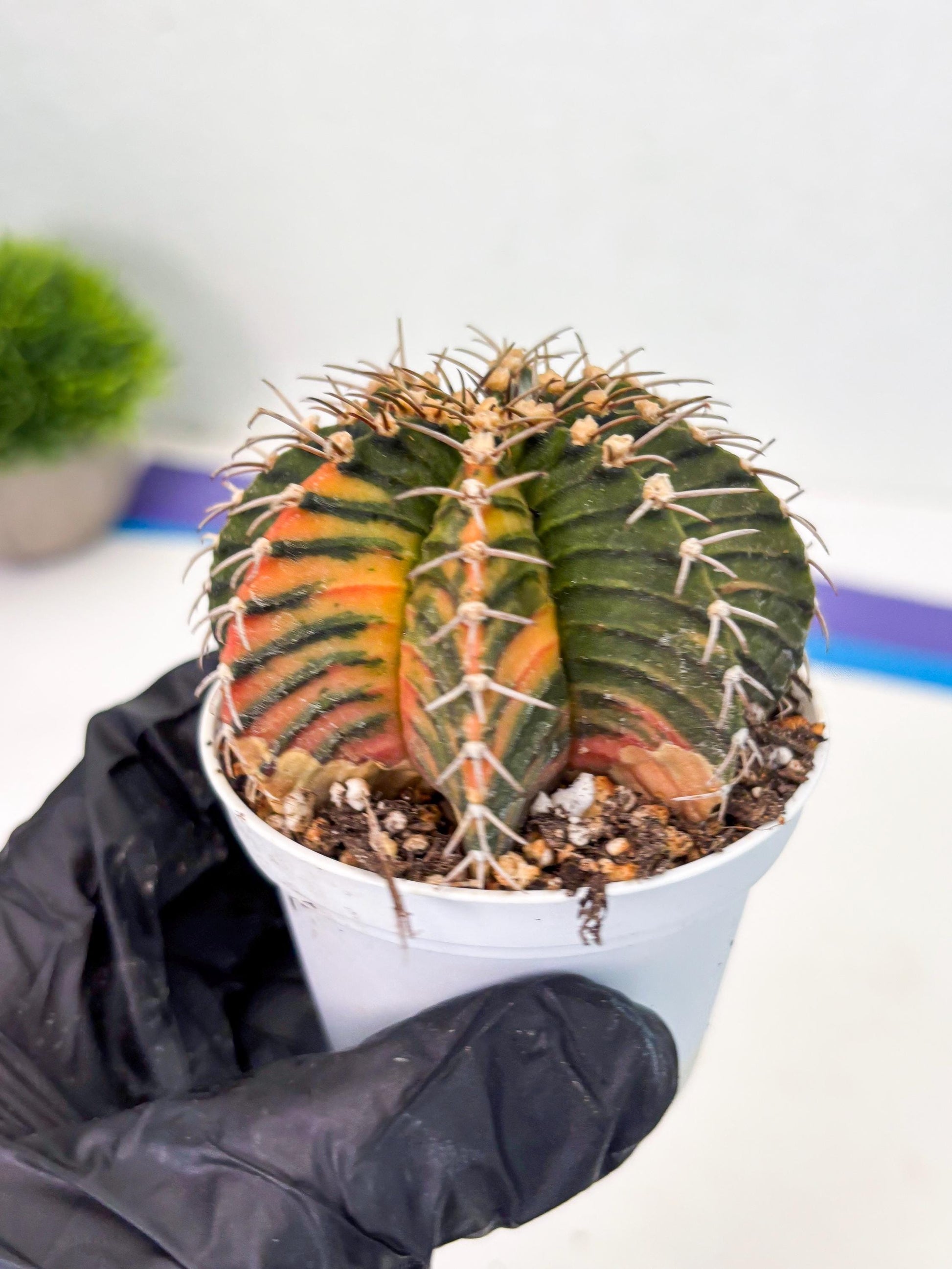 Gymnocalycium LB Hybrid (gy1) (b2) | variegated cactus