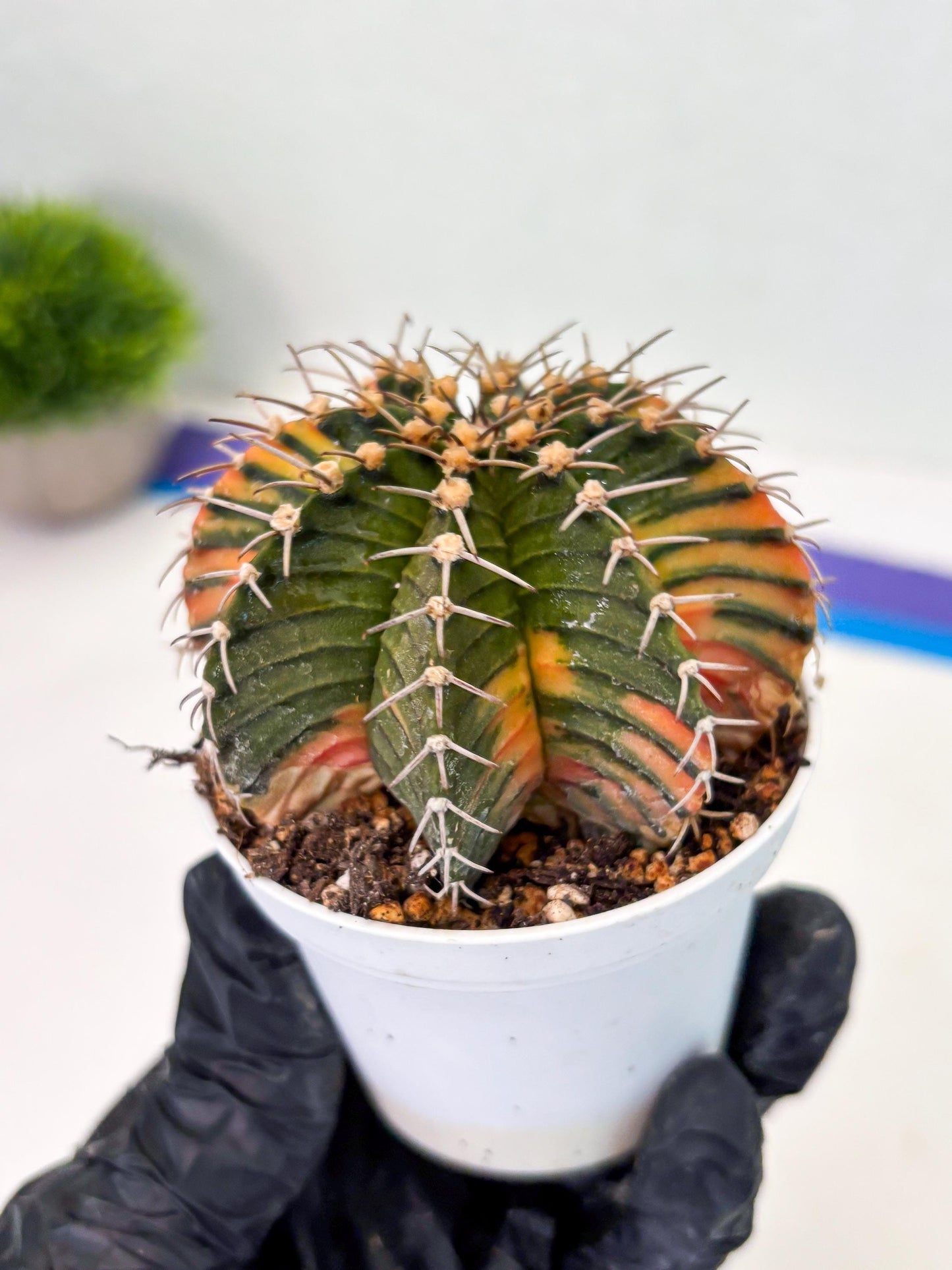 Gymnocalycium LB Hybrid (gy1) (b2) | variegated cactus