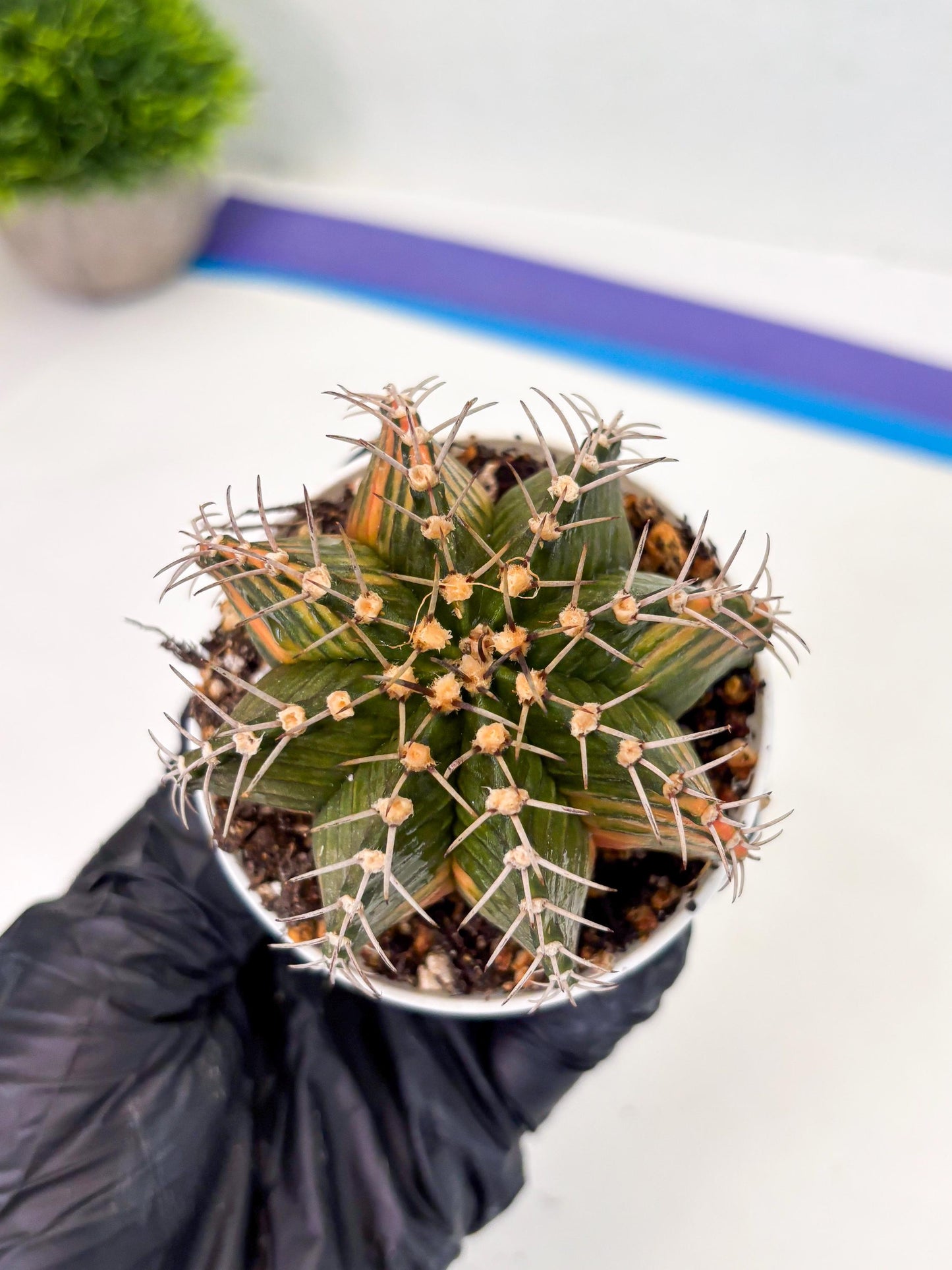 Gymnocalycium LB Hybrid (gy1) (b2) | variegated cactus