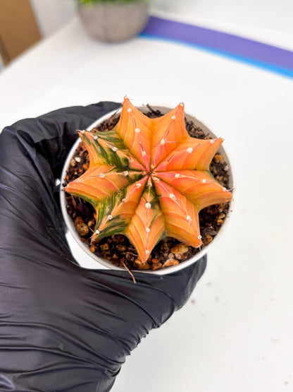 Gymnocalycium LB Hybrid (gy1) (b3) | variegated cactus