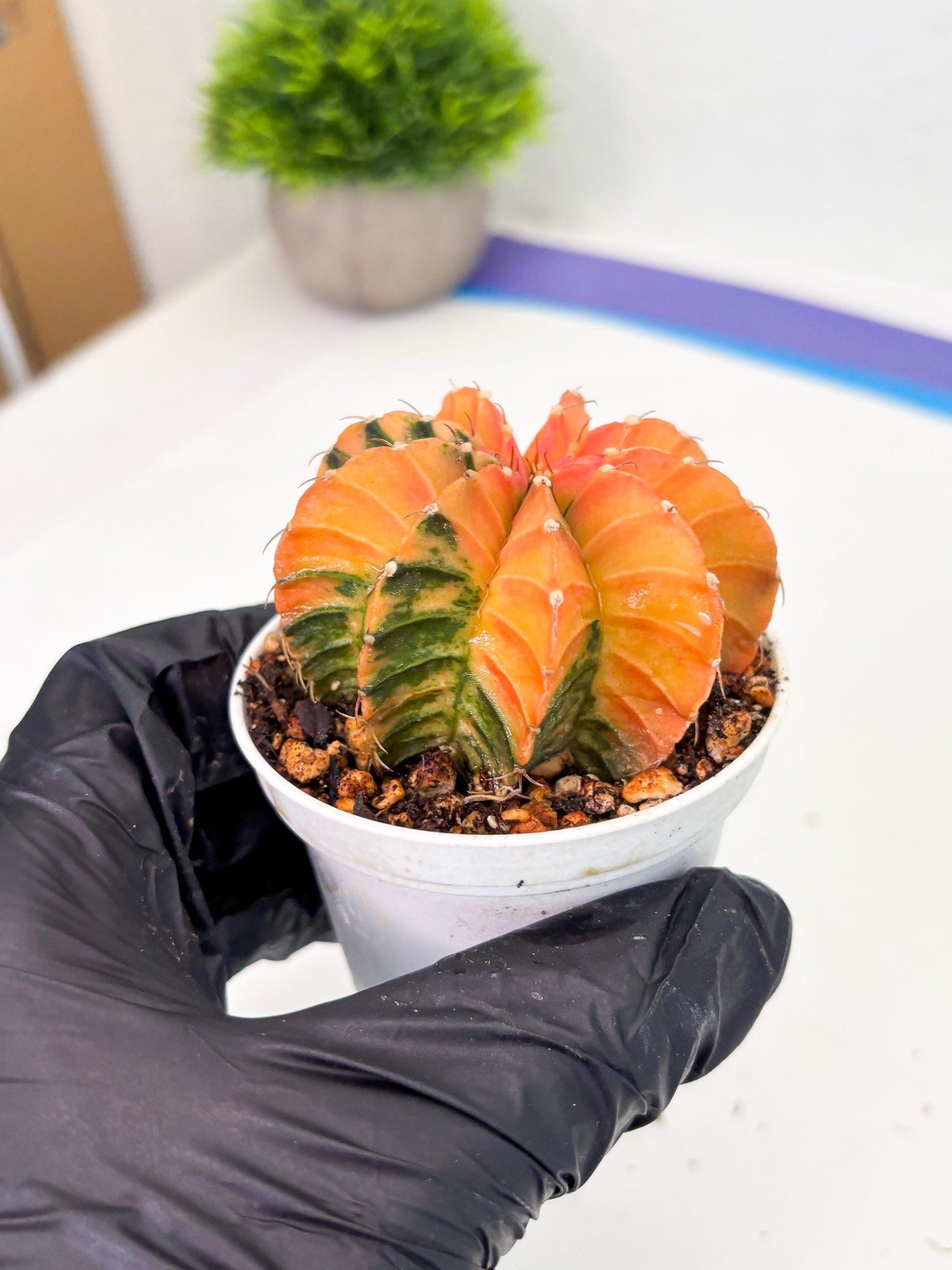 Gymnocalycium LB Hybrid (gy1) (b3) | variegated cactus