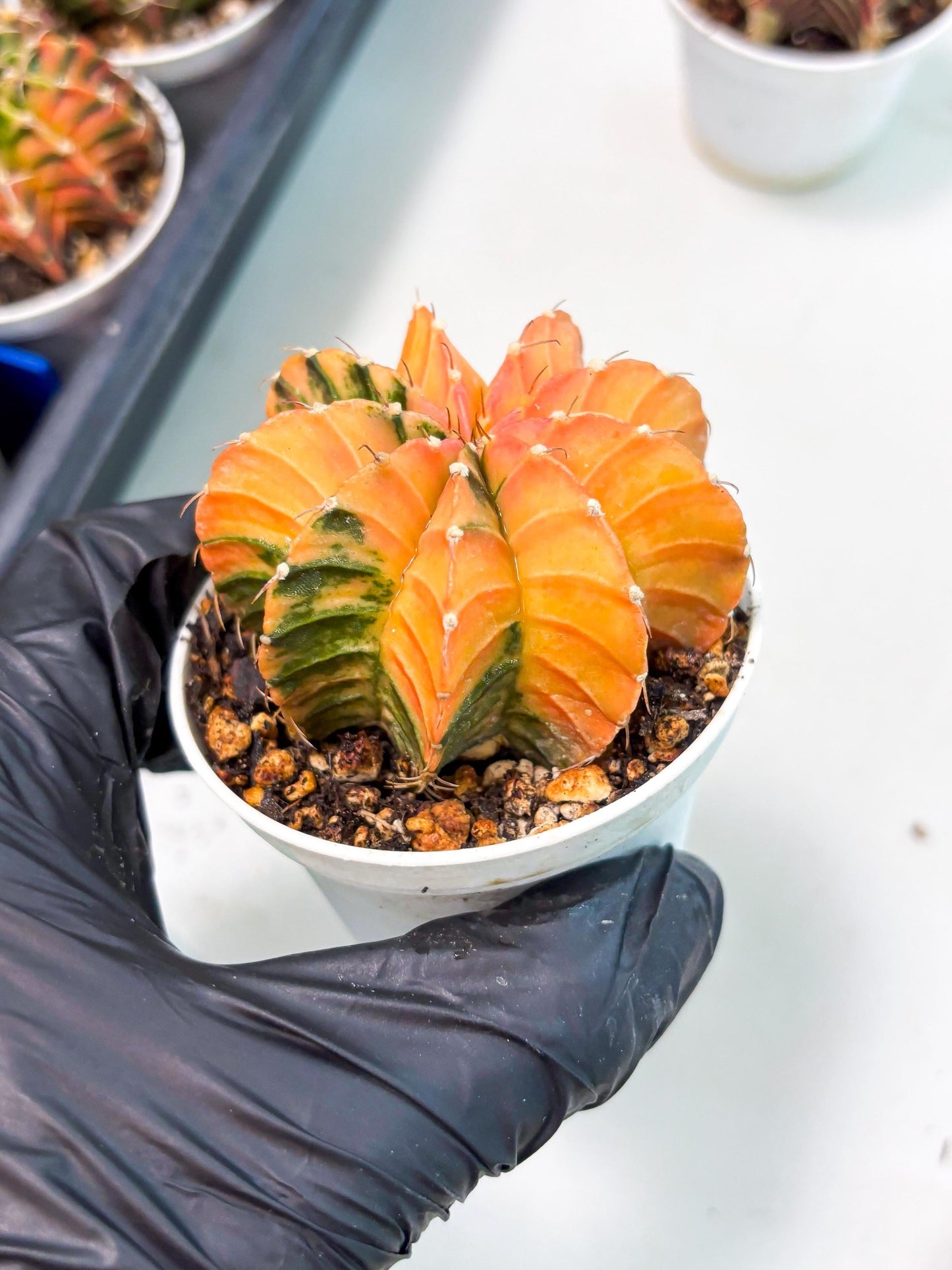 Gymnocalycium LB Hybrid (gy1) (b3) | variegated cactus