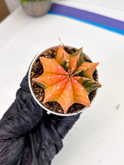 Gymnocalycium LB Hybrid (gy1) (b3) | variegated cactus