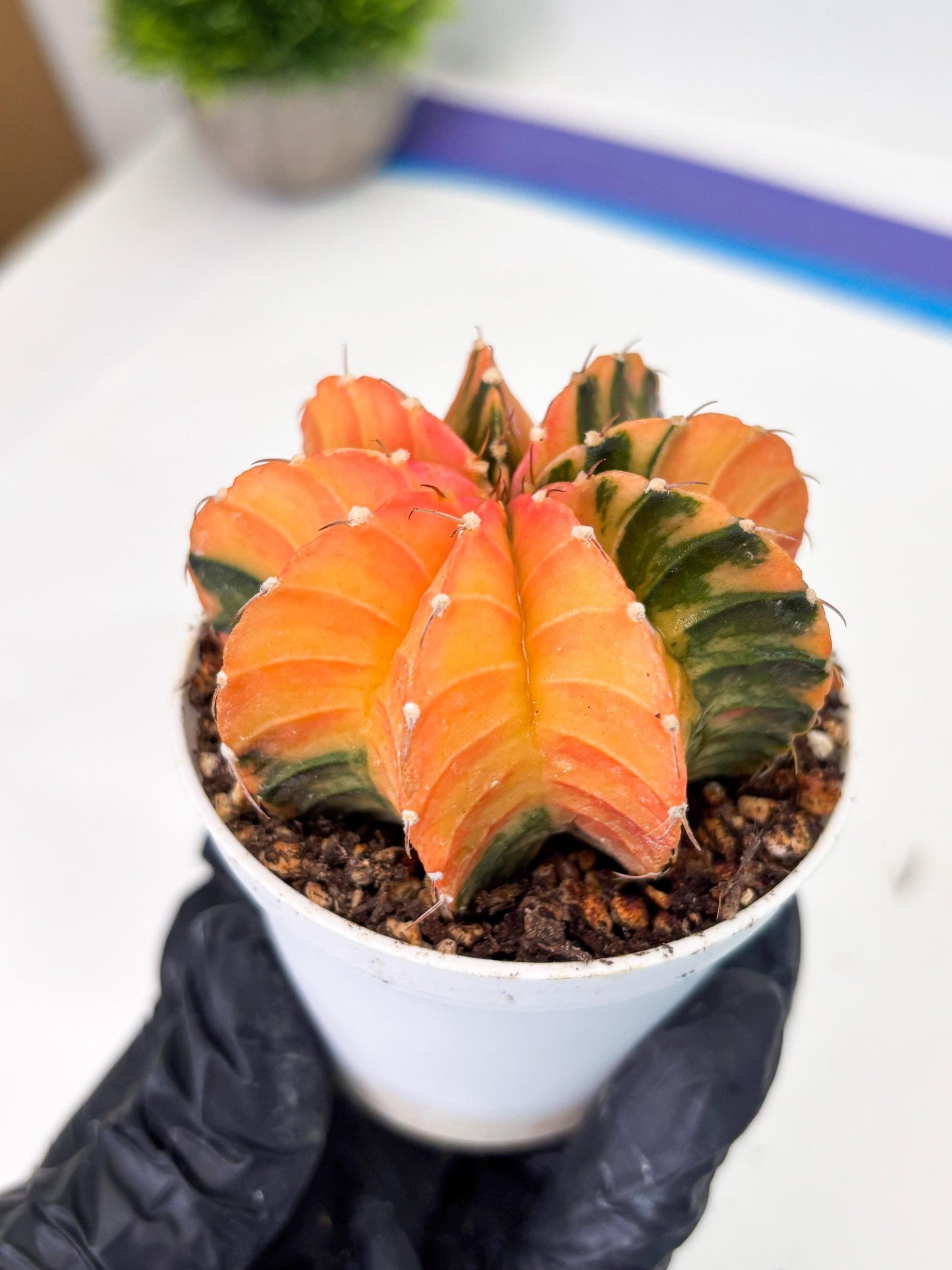 Gymnocalycium LB Hybrid (gy1) (b3) | variegated cactus