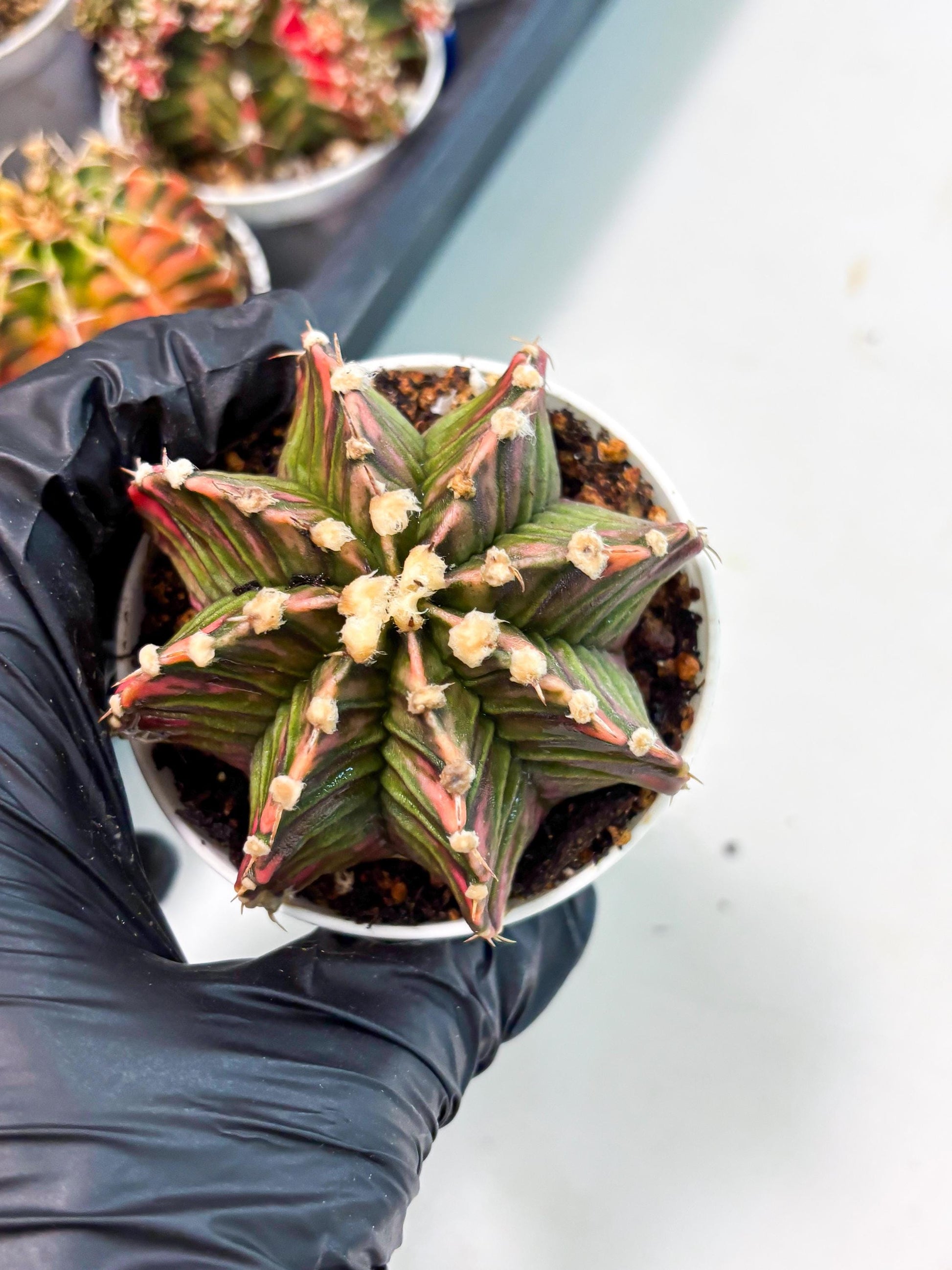Gymnocalycium LB Hybrid (gy1) (b4) | variegated cactus