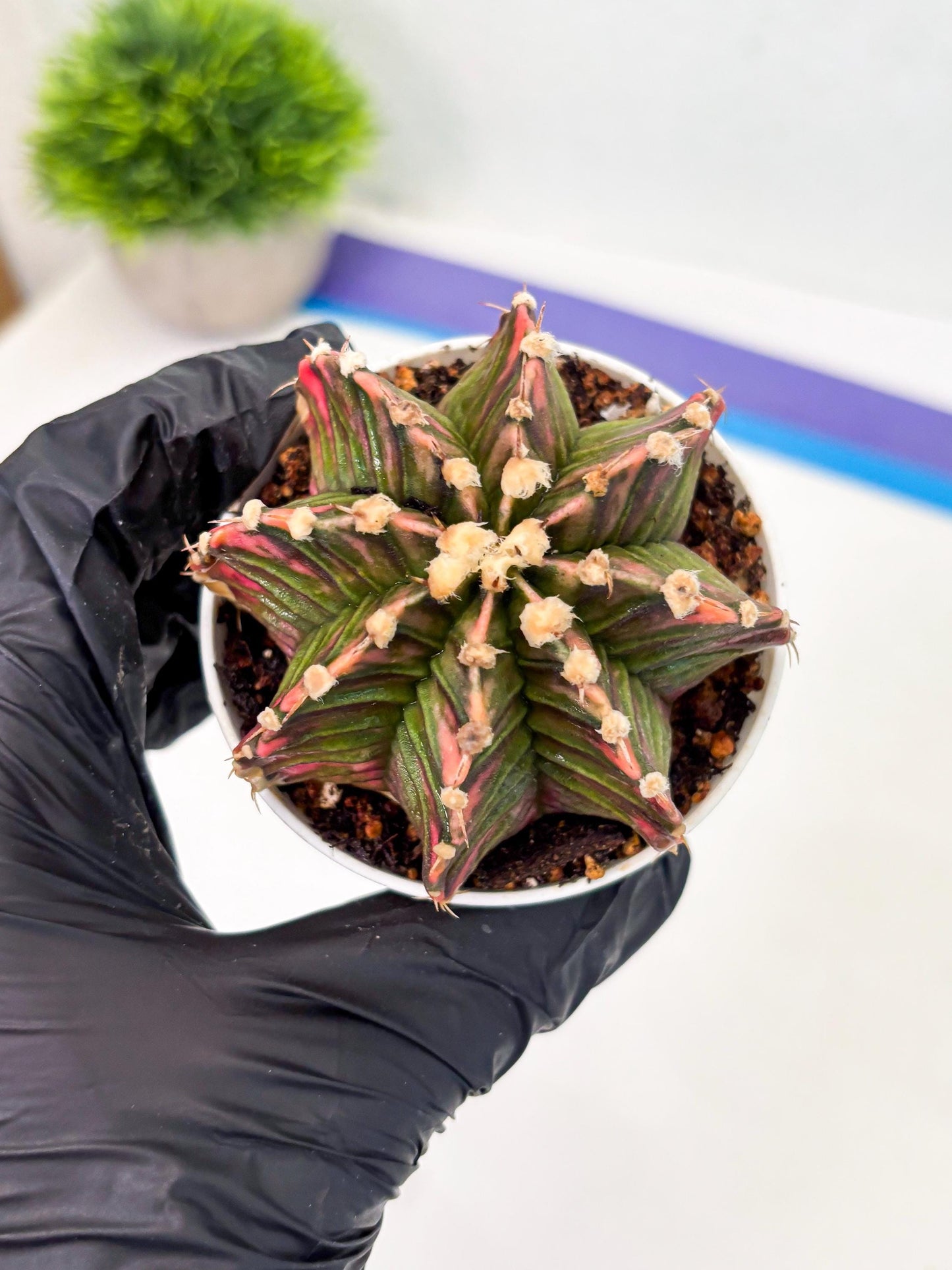 Gymnocalycium LB Hybrid (gy1) (b4) | variegated cactus