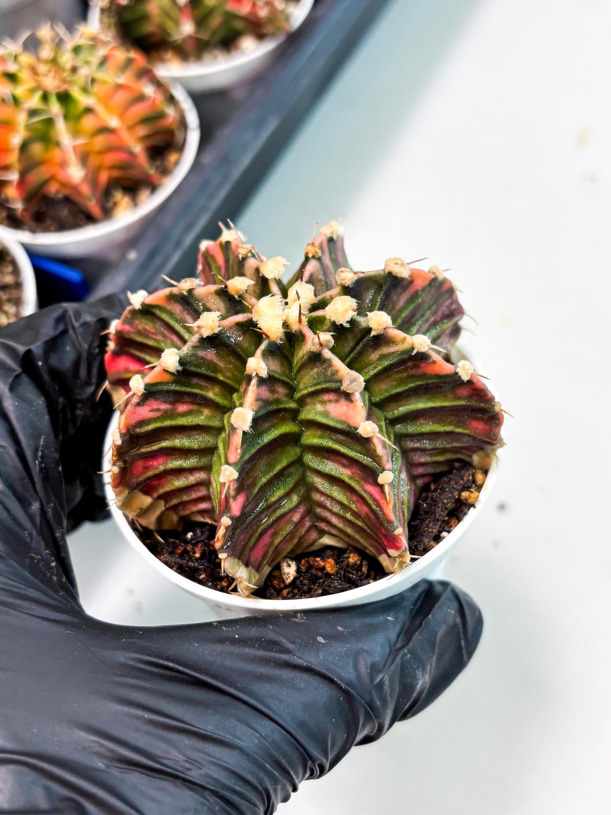 Gymnocalycium LB Hybrid (gy1) (b4) | variegated cactus