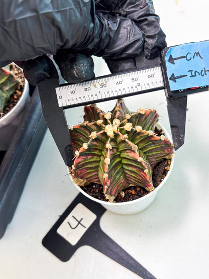 Gymnocalycium LB Hybrid (gy1) (b4) | variegated cactus