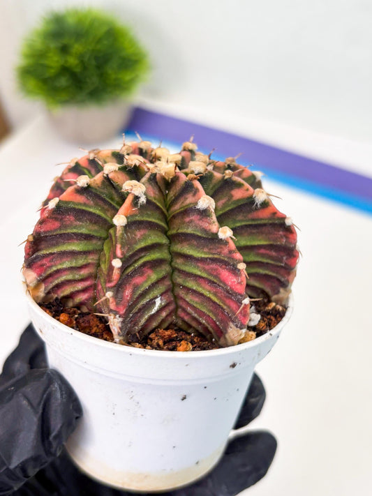 Gymnocalycium LB Hybrid (gy1) (b4) | variegated cactus