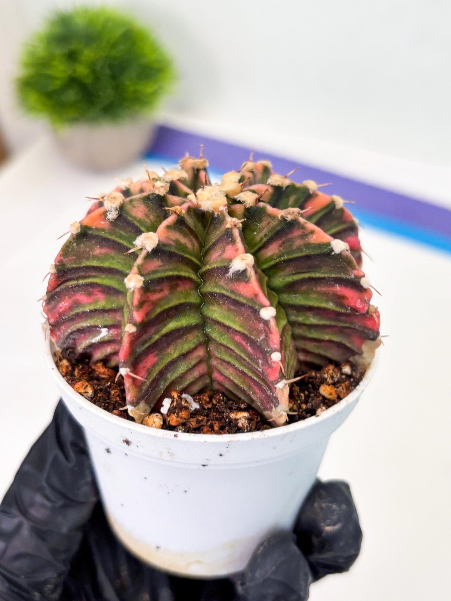 Gymnocalycium LB Hybrid (gy1) (b4) | variegated cactus