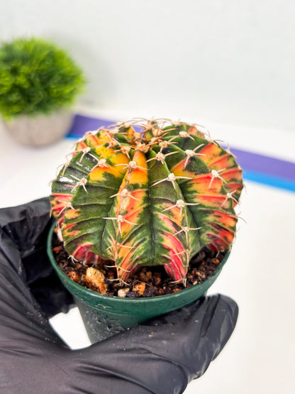 Gymnocalycium LB Hybrid (gy1) (b5) | variegated cactus
