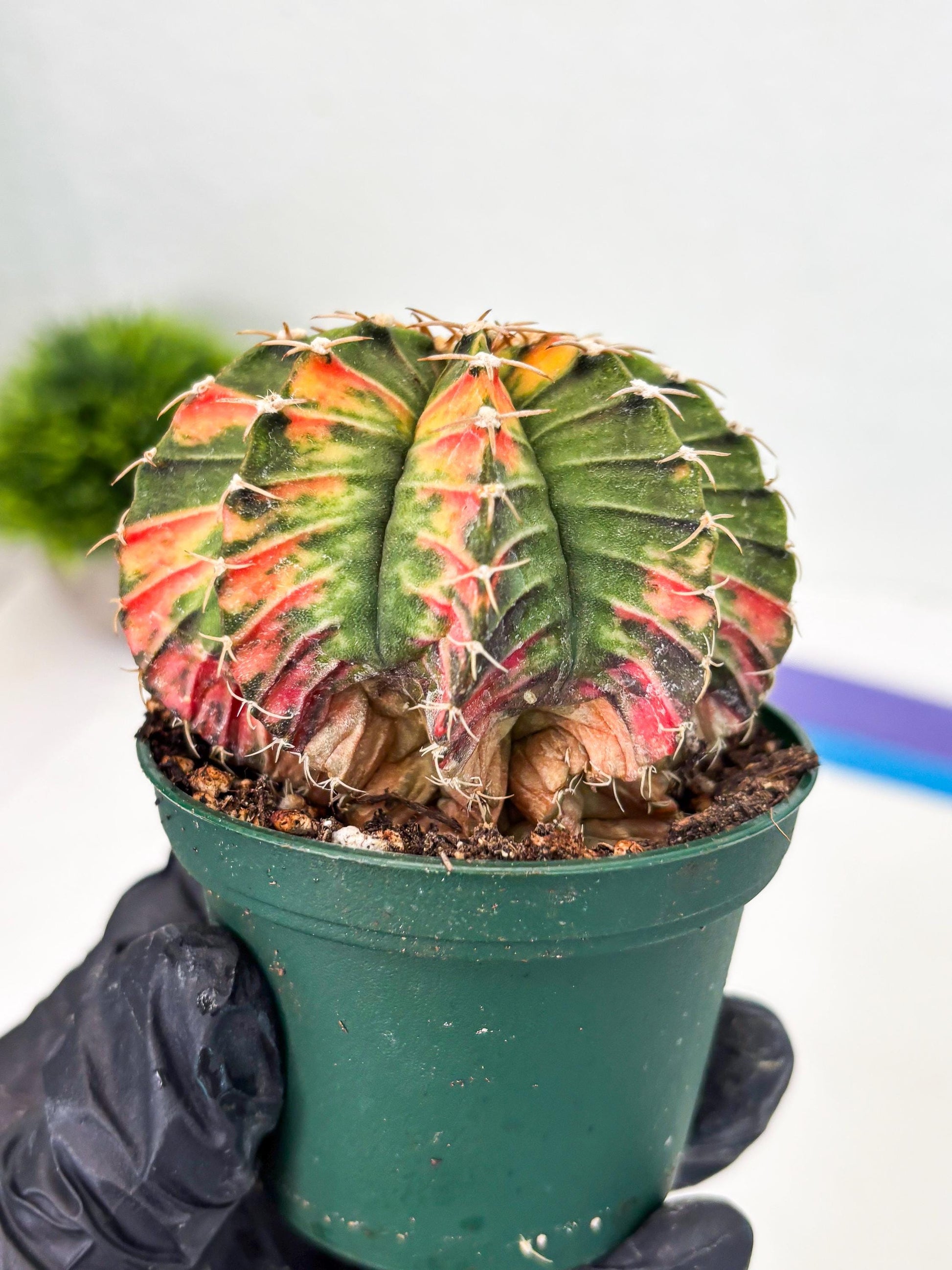 Gymnocalycium LB Hybrid (gy1) (b5) | variegated cactus