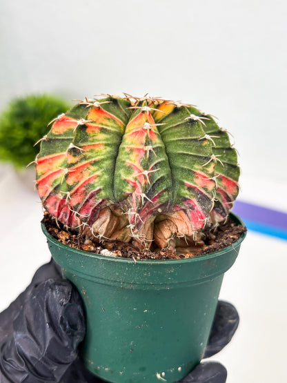 Gymnocalycium LB Hybrid (gy1) (b5) | variegated cactus