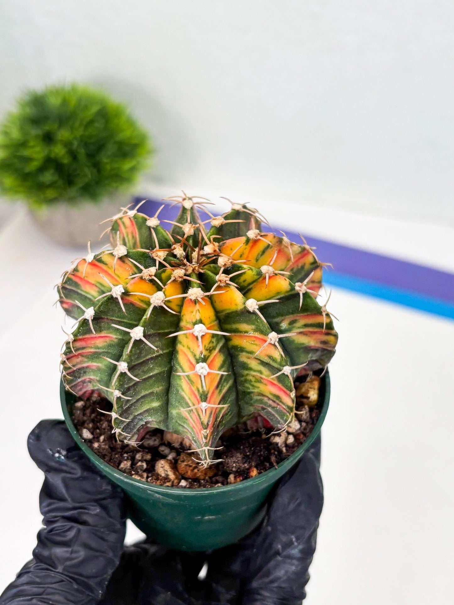 Gymnocalycium LB Hybrid (gy1) (b5) | variegated cactus