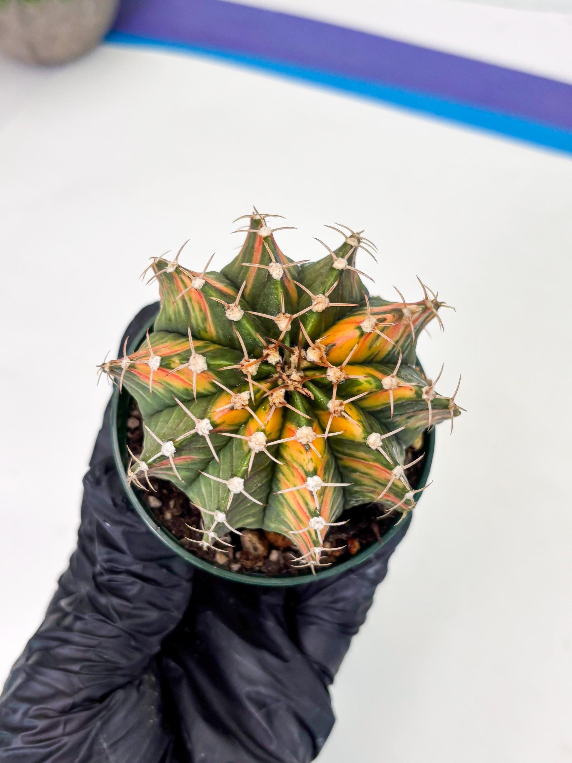 Gymnocalycium LB Hybrid (gy1) (b5) | variegated cactus