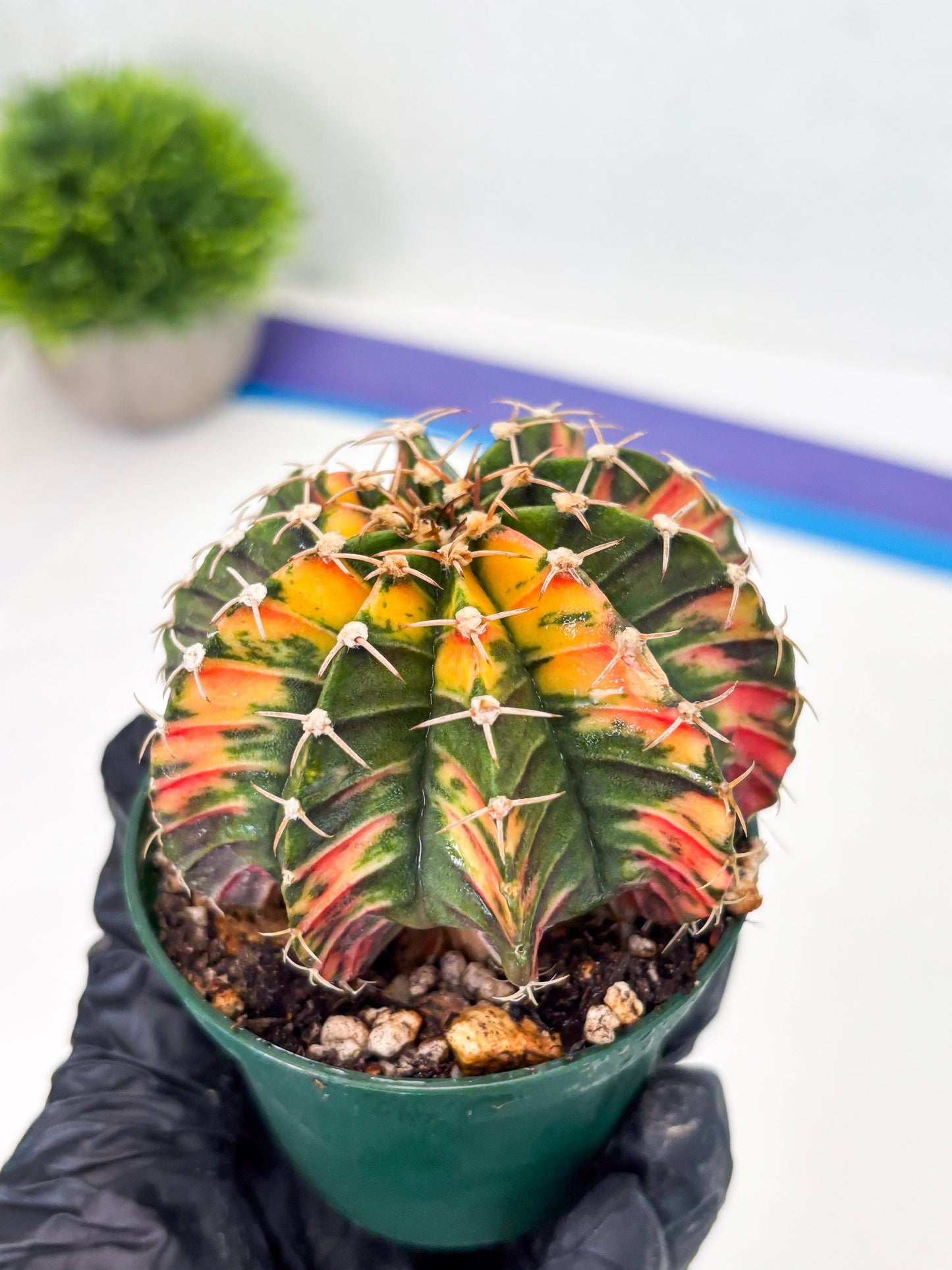 Gymnocalycium LB Hybrid (gy1) (b5) | variegated cactus