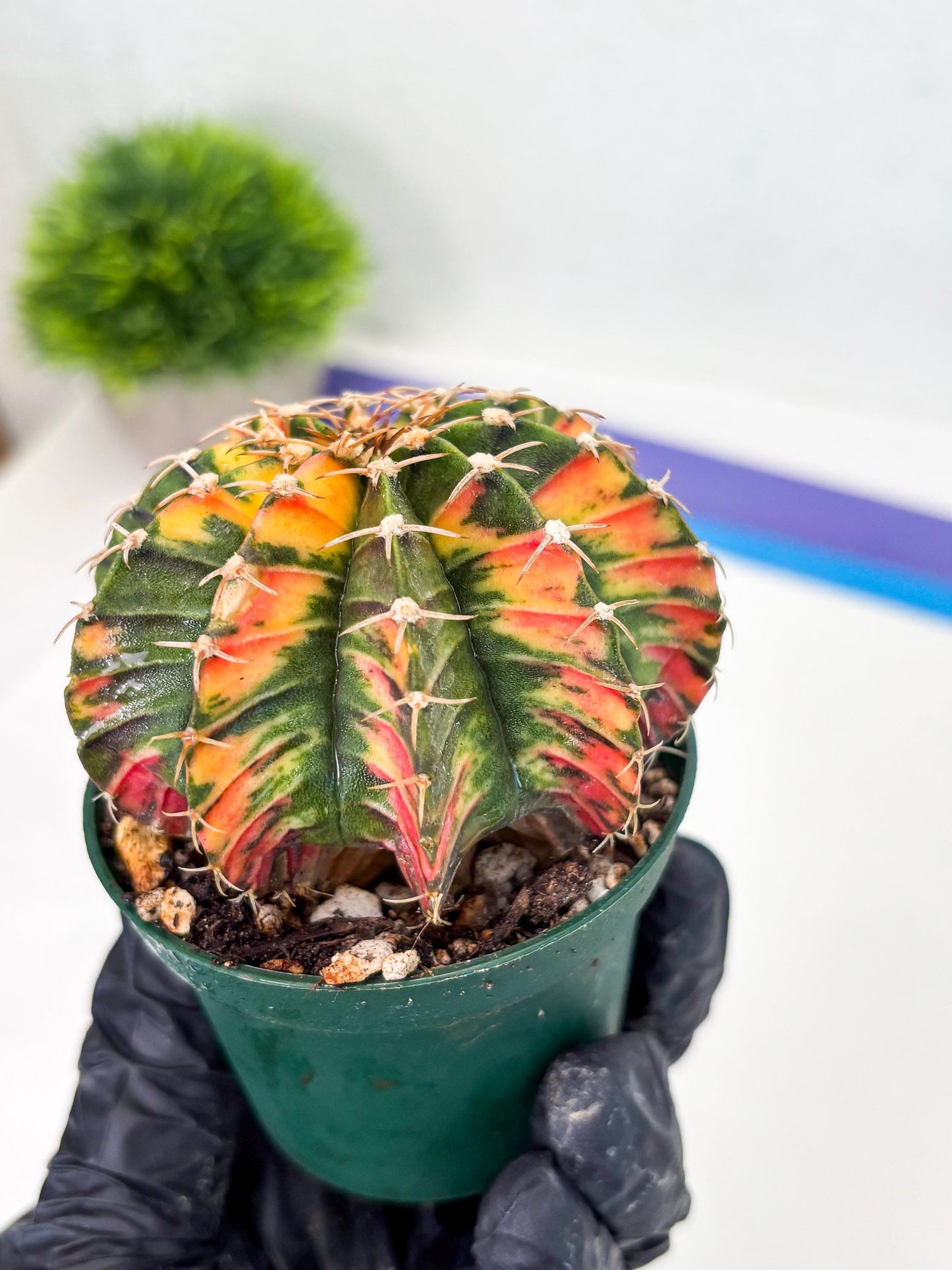 Gymnocalycium LB Hybrid (gy1) (b5) | variegated cactus