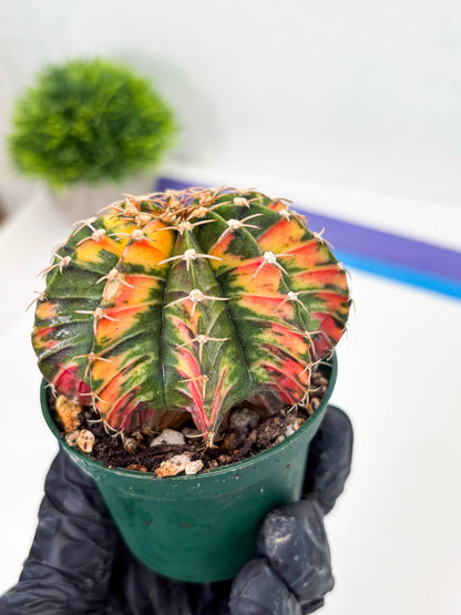 Gymnocalycium LB Hybrid (gy1) (b5) | variegated cactus
