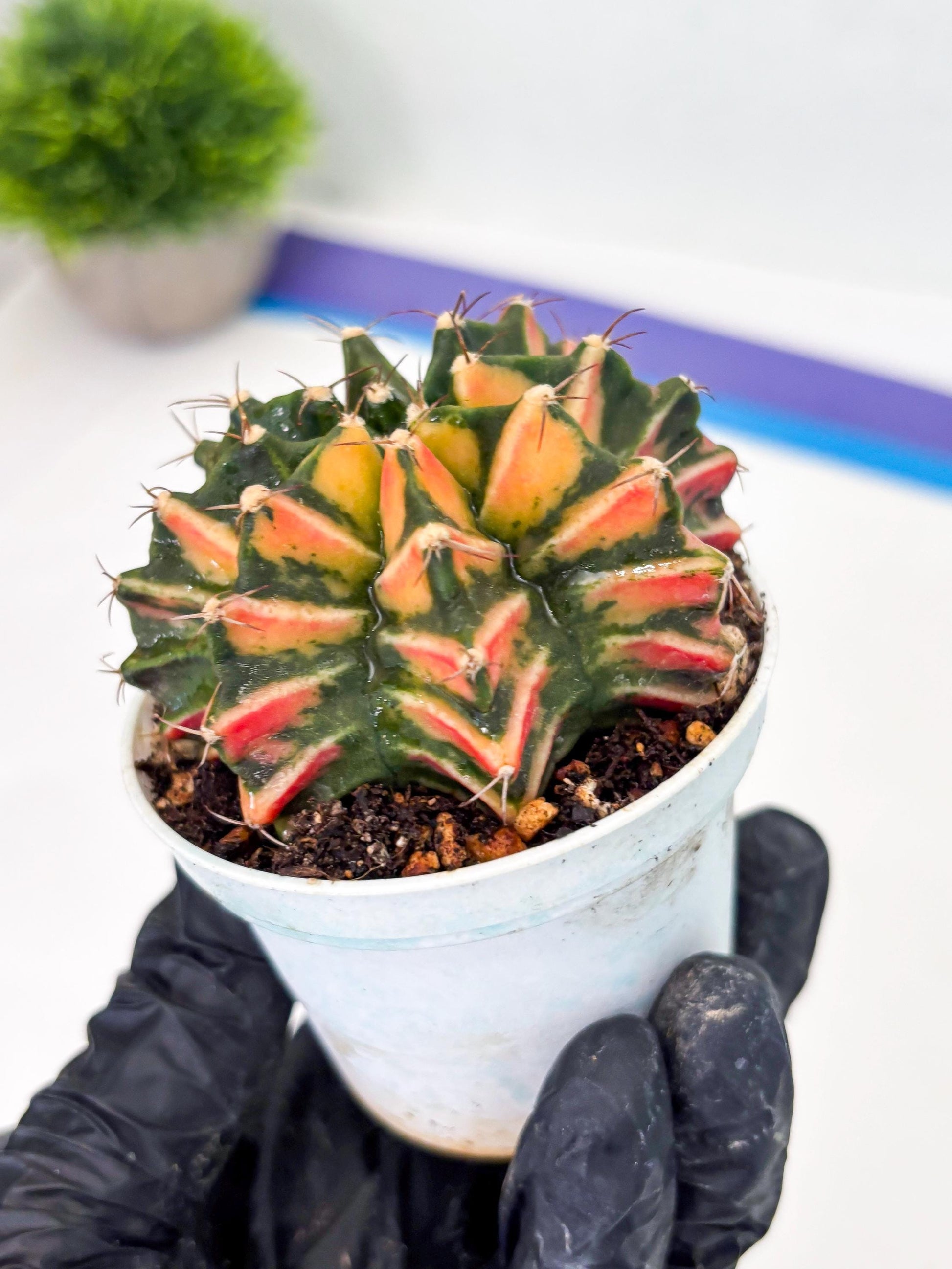 Gymnocalycium LB Hybrid (gy1) (b6) | variegated cactus