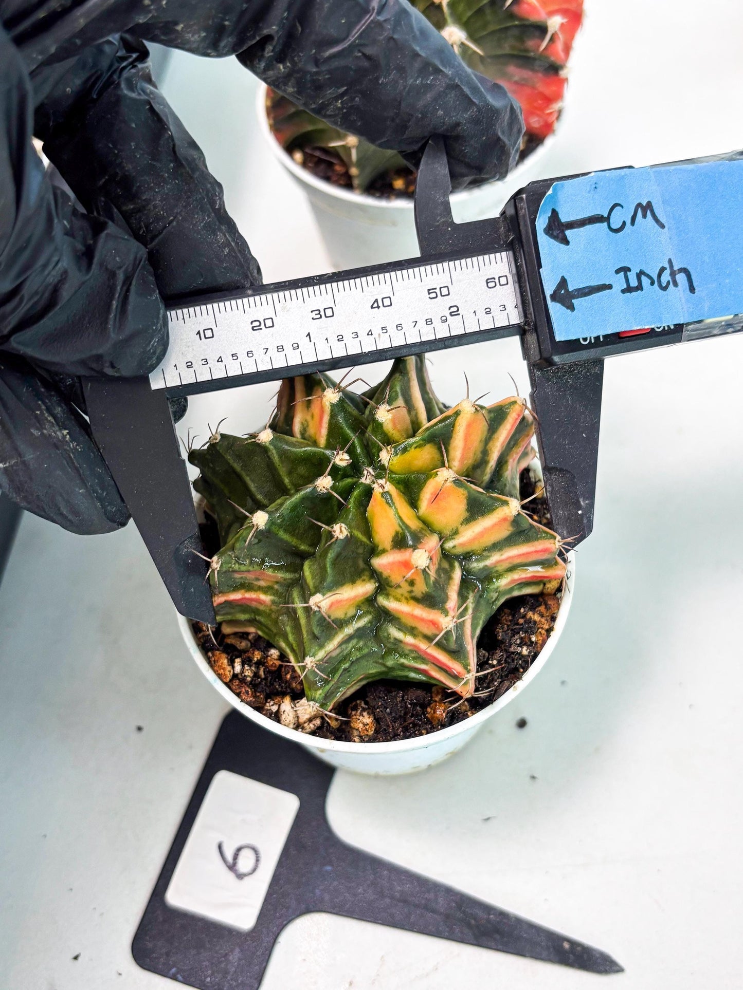 Gymnocalycium LB Hybrid (gy1) (b6) | variegated cactus
