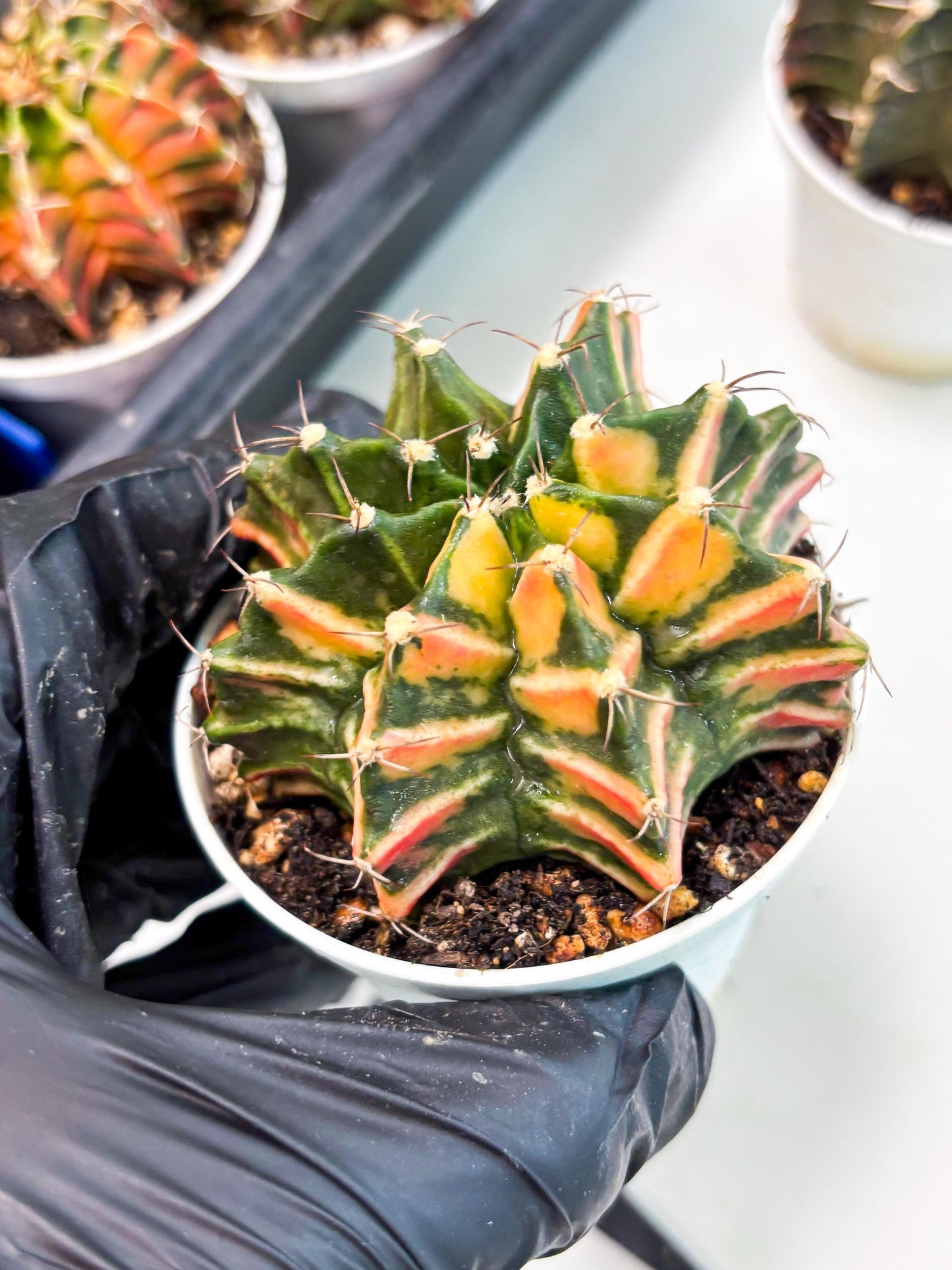 Gymnocalycium LB Hybrid (gy1) (b6) | variegated cactus
