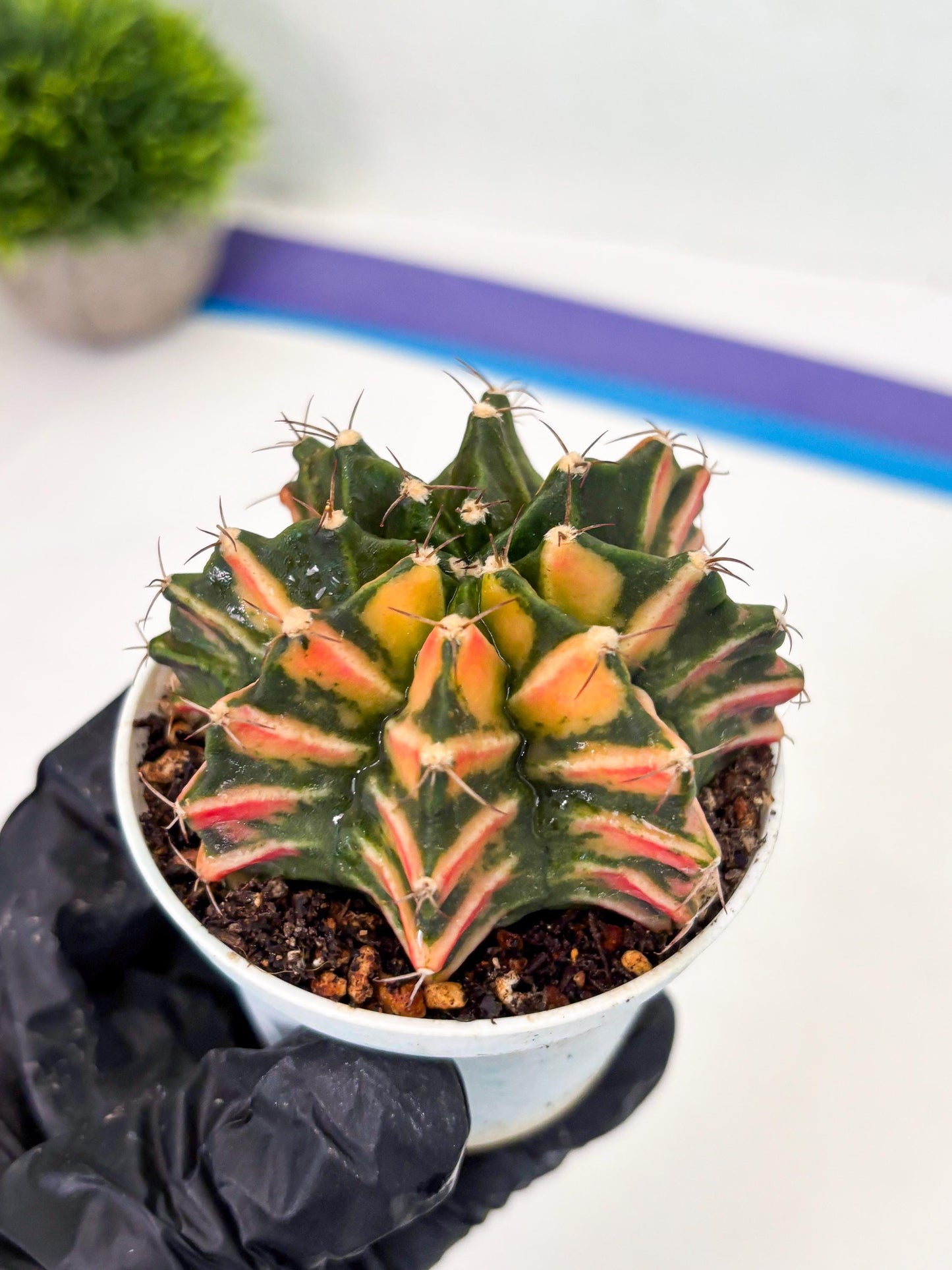 Gymnocalycium LB Hybrid (gy1) (b6) | variegated cactus