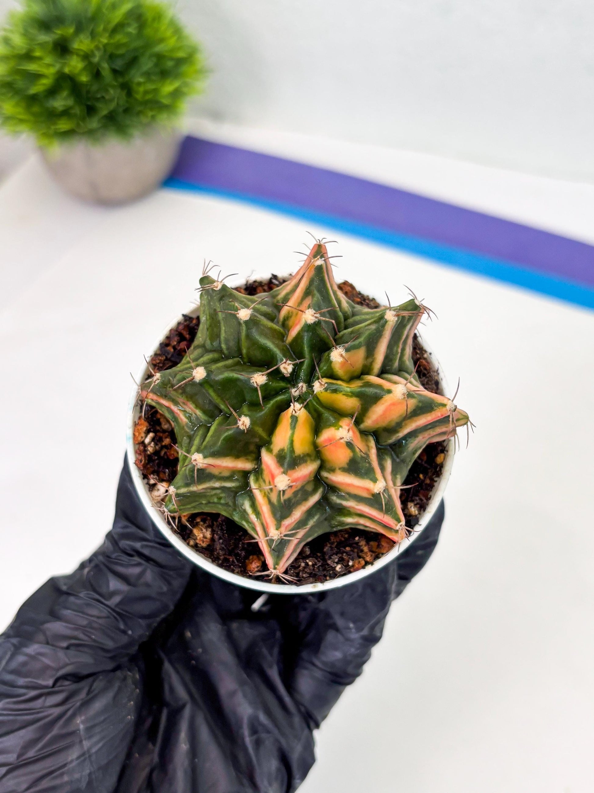 Gymnocalycium LB Hybrid (gy1) (b6) | variegated cactus