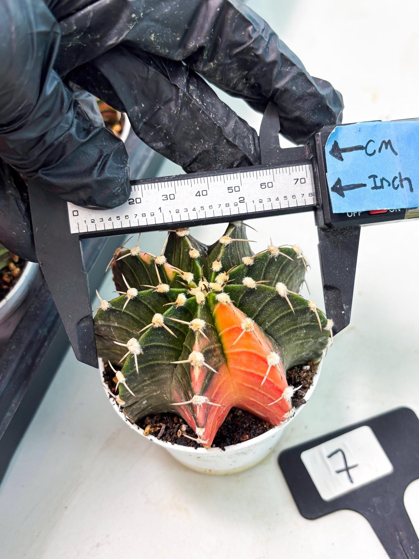 Gymnocalycium LB Hybrid (gy1) (b7) | variegated cactus