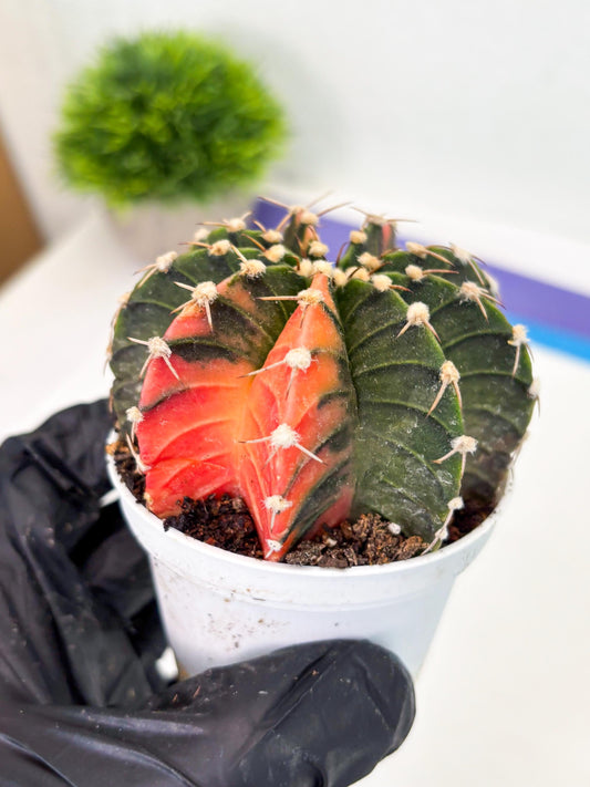 Gymnocalycium LB Hybrid (gy1) (b7) | variegated cactus