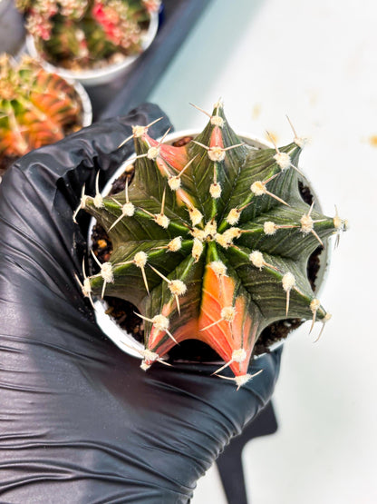 Gymnocalycium LB Hybrid (gy1) (b7) | variegated cactus