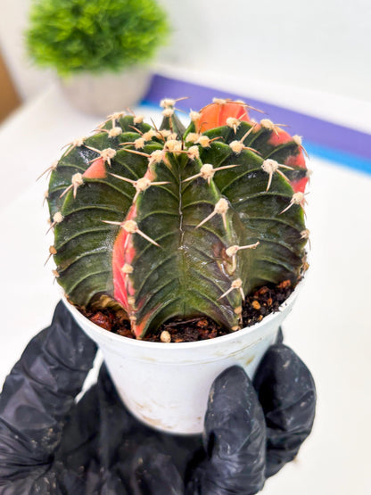 Gymnocalycium LB Hybrid (gy1) (b7) | variegated cactus