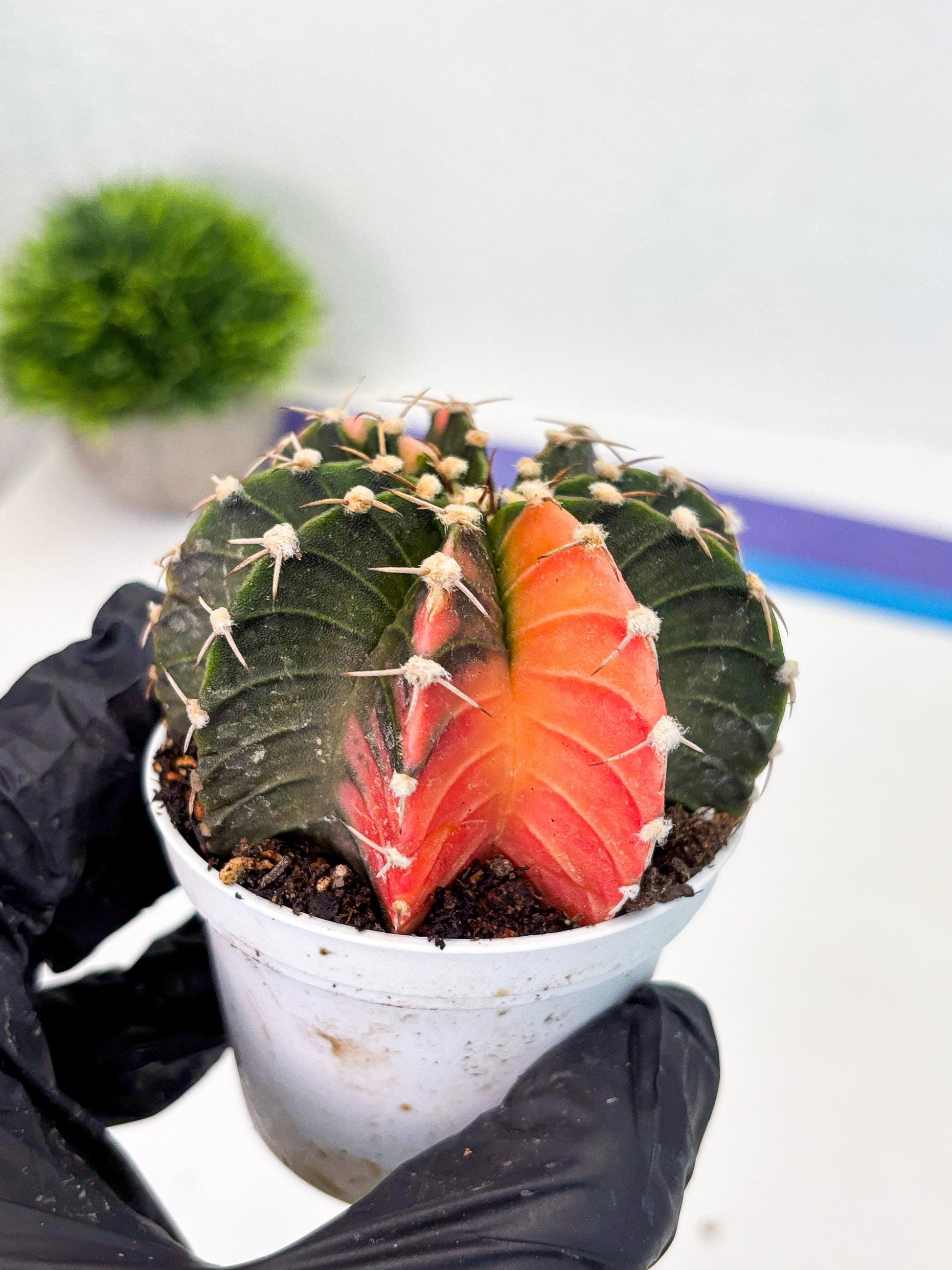 Gymnocalycium LB Hybrid (gy1) (b7) | variegated cactus