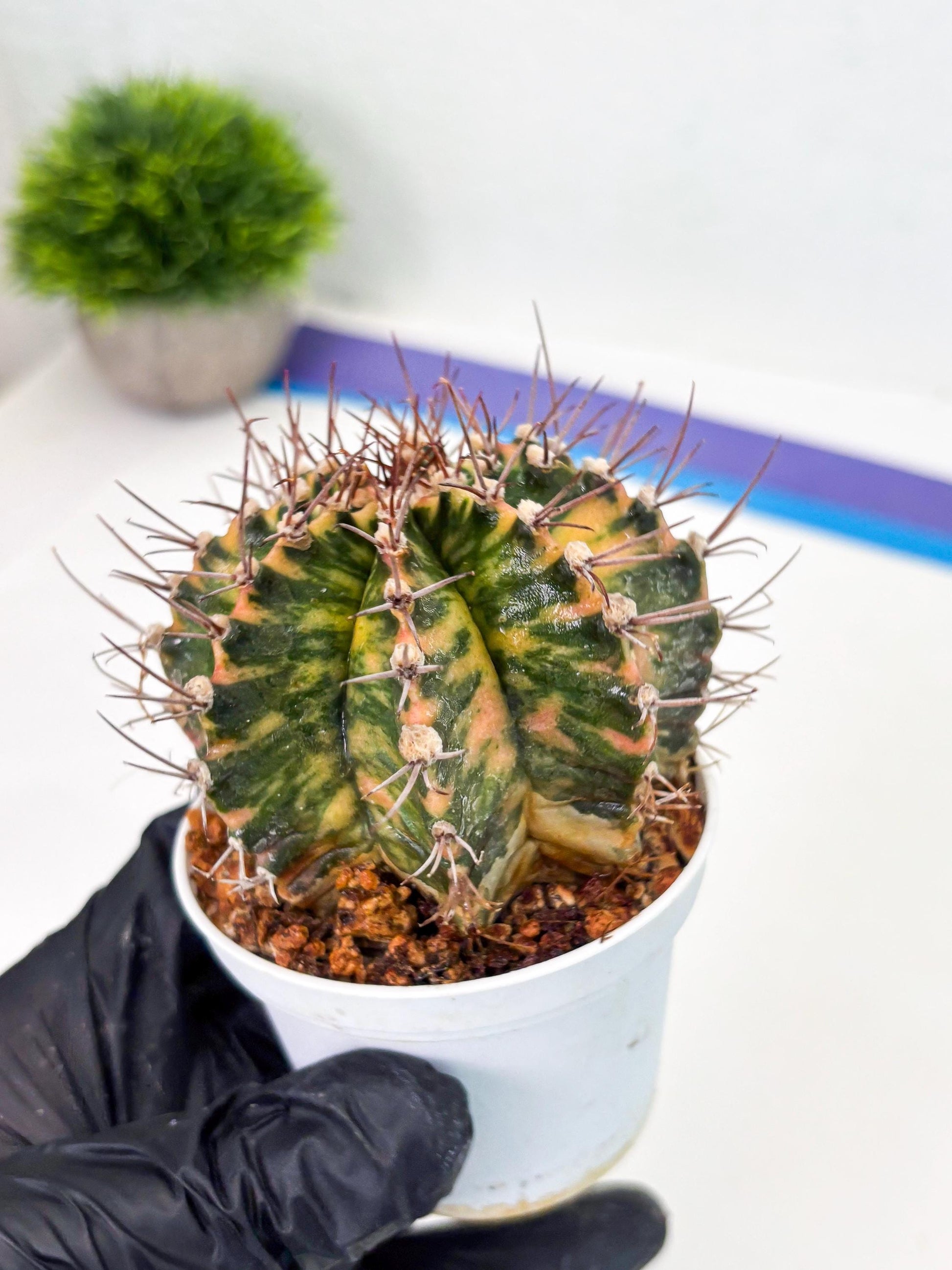 Gymnocalycium LB Hybrid (gy2) (o1) | variegated cactus