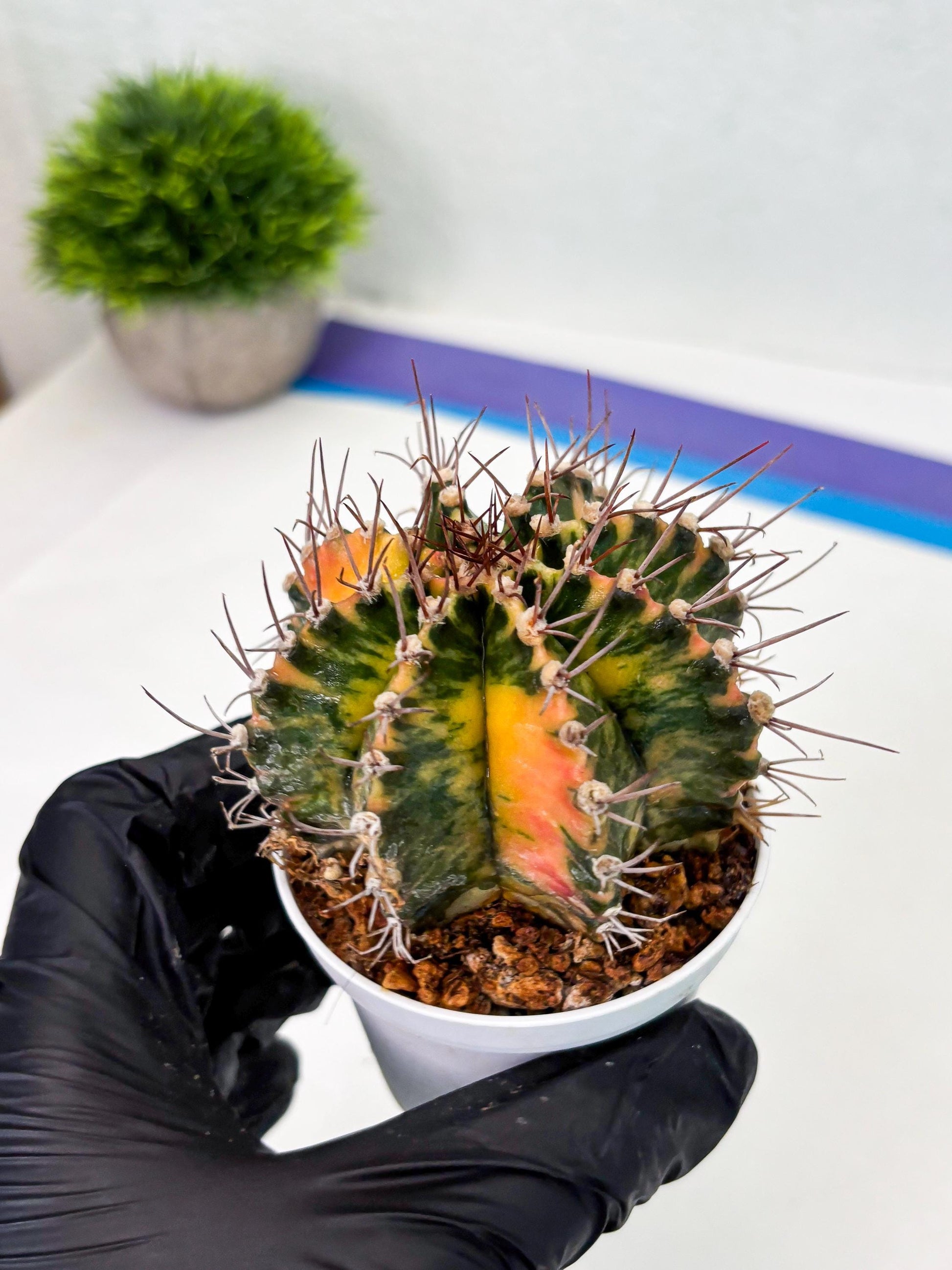 Gymnocalycium LB Hybrid (gy2) (o1) | variegated cactus