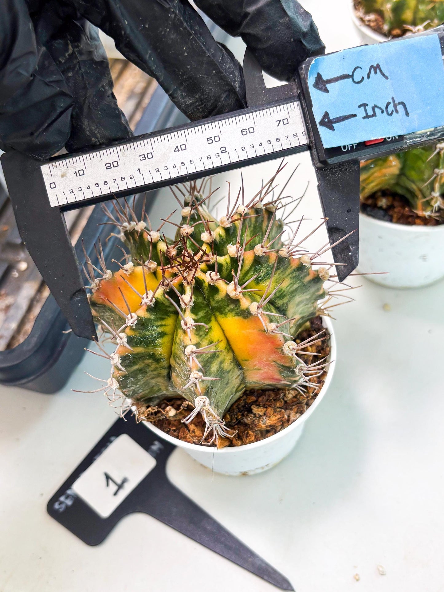 Gymnocalycium LB Hybrid (gy2) (o1) | variegated cactus