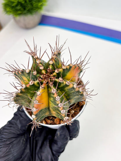 Gymnocalycium LB Hybrid (gy2) (o1) | variegated cactus