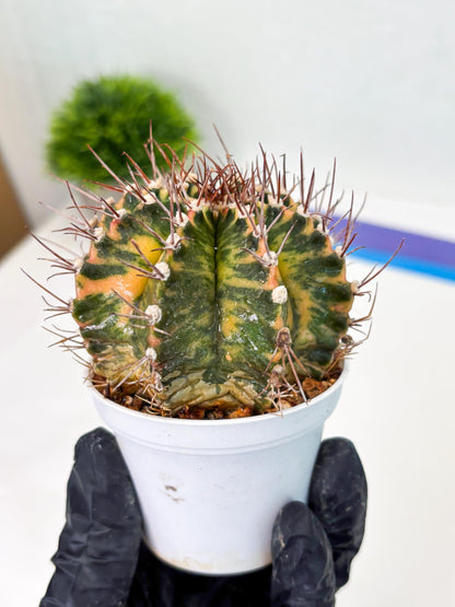 Gymnocalycium LB Hybrid (gy2) (o1) | variegated cactus