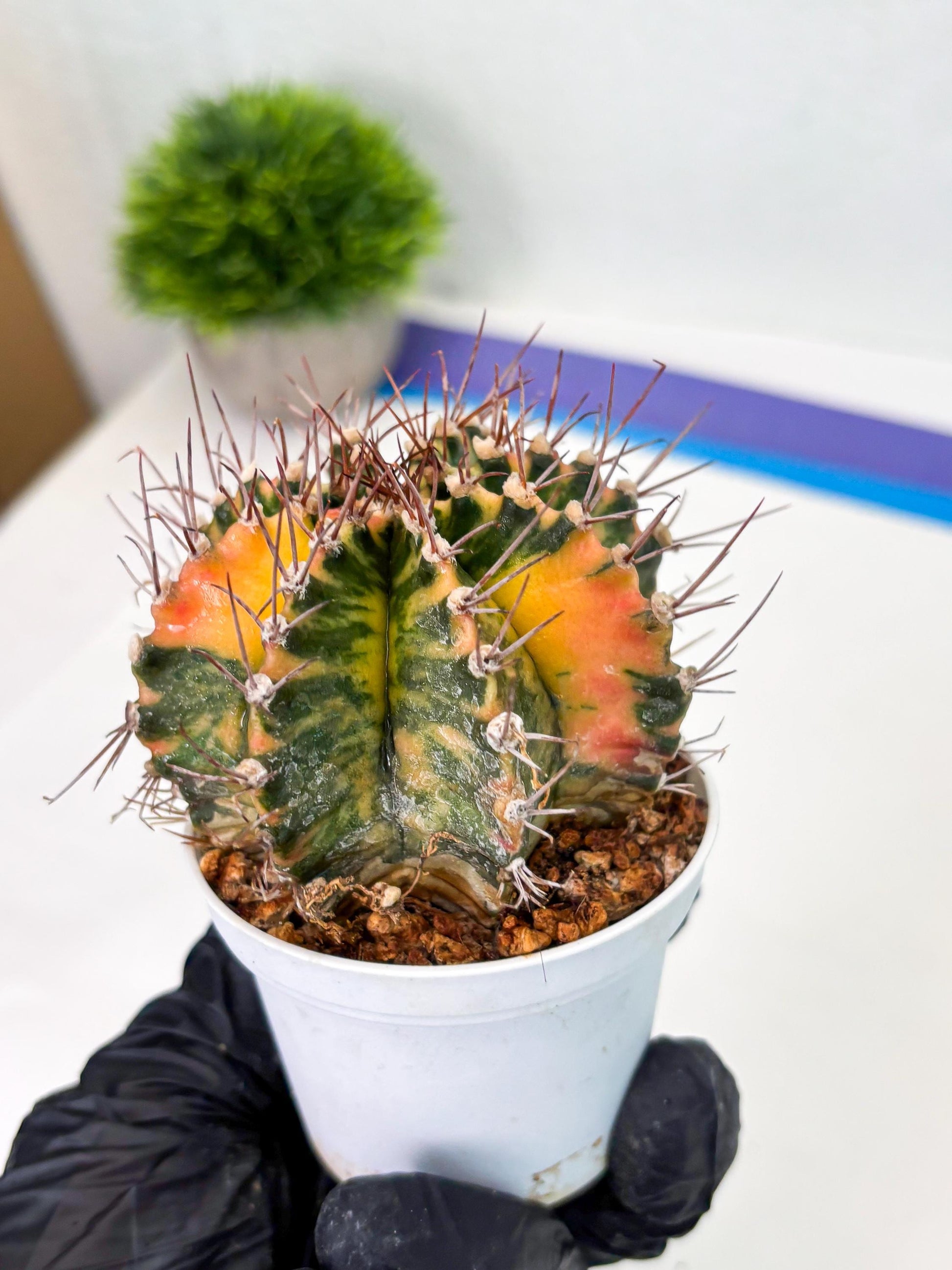 Gymnocalycium LB Hybrid (gy2) (o1) | variegated cactus