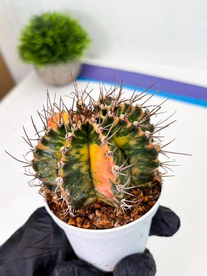 Gymnocalycium LB Hybrid (gy2) (o1) | variegated cactus