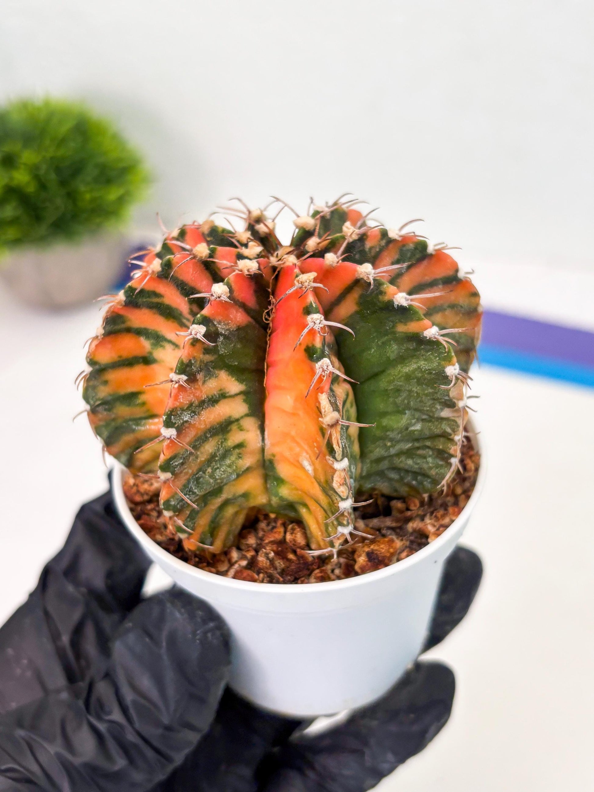 Gymnocalycium LB Hybrid (gy2) (o2) | variegated cactus