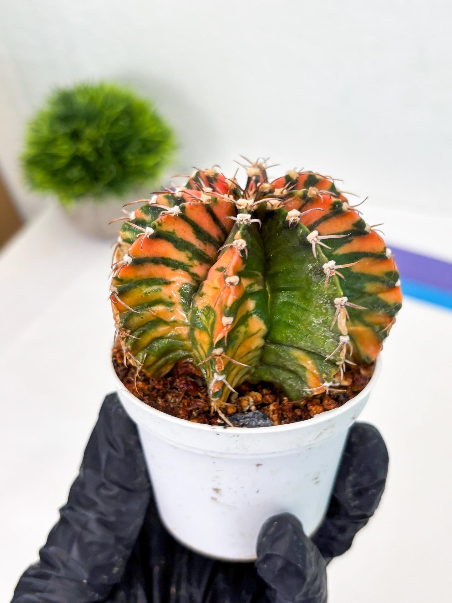 Gymnocalycium LB Hybrid (gy2) (o2) | variegated cactus