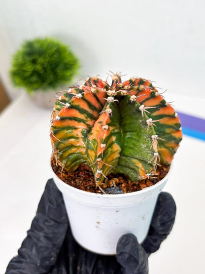 Gymnocalycium LB Hybrid (gy2) (o2) | variegated cactus