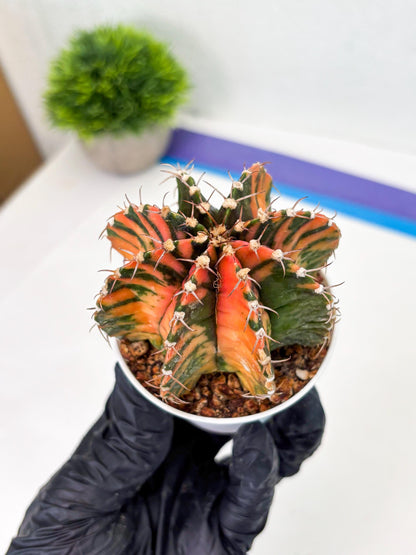 Gymnocalycium LB Hybrid (gy2) (o2) | variegated cactus