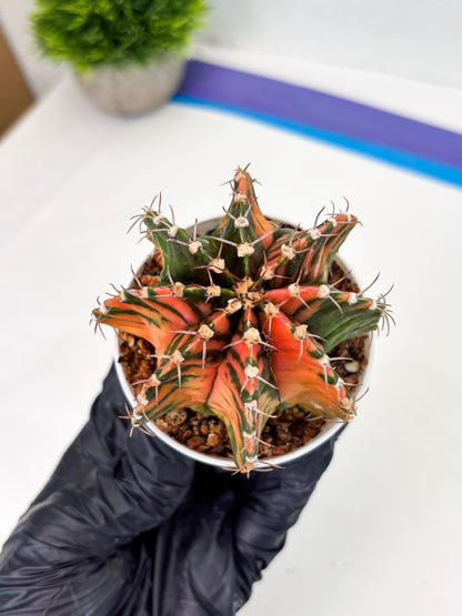 Gymnocalycium LB Hybrid (gy2) (o2) | variegated cactus