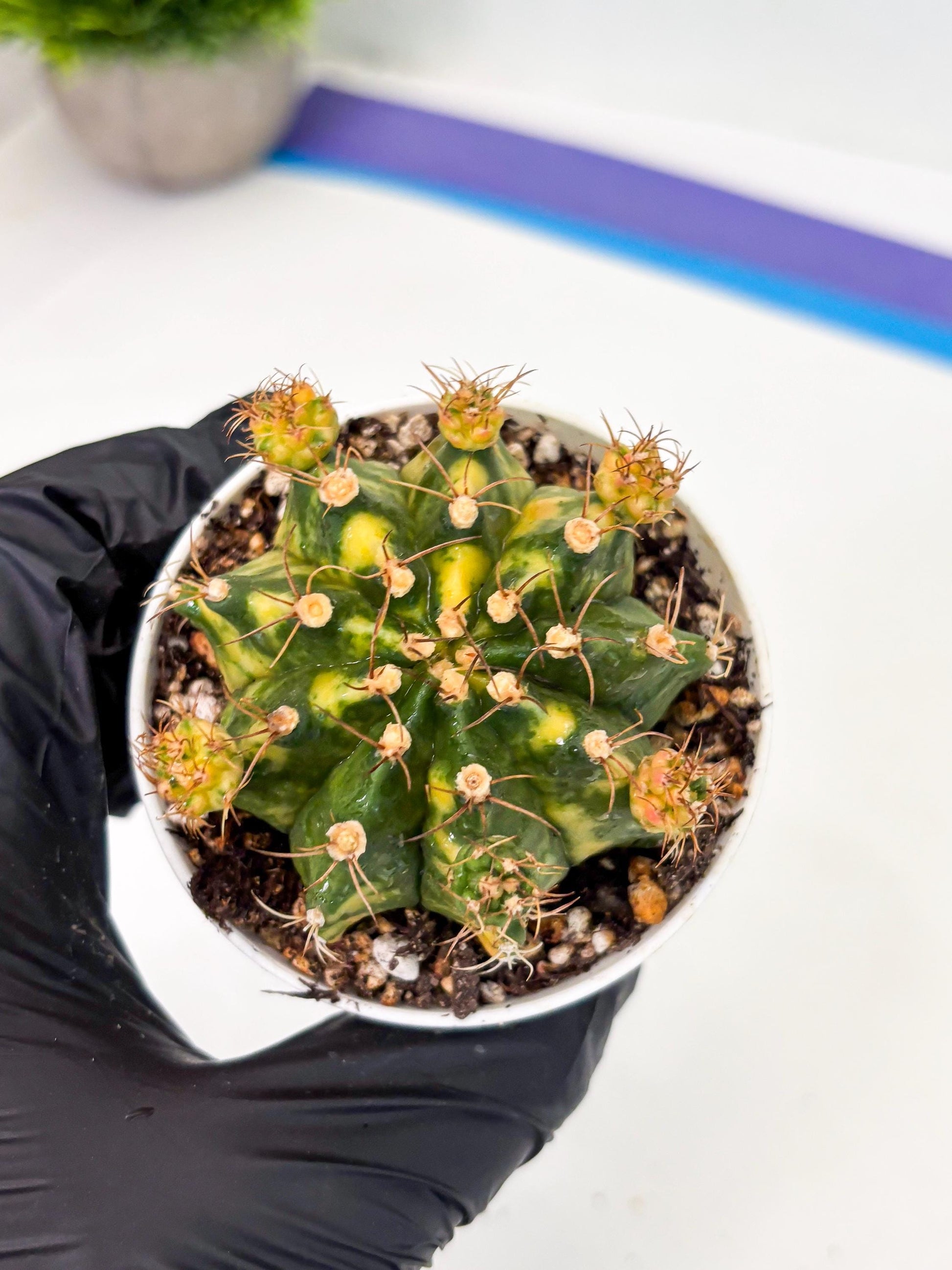 Gymnocalycium LB Hybrid (gy2) (o3) | variegated cactus
